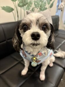 チップ　七夕2025